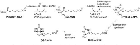 Figure 1 from Pyridoxal-5'-phosphate-dependent enzymes involved in ...