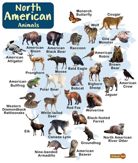 North American Animals – Facts, List, Pictures