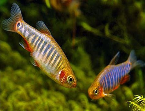 Emerald Dwarf Rasbora | Arizona Aquatic Gardens