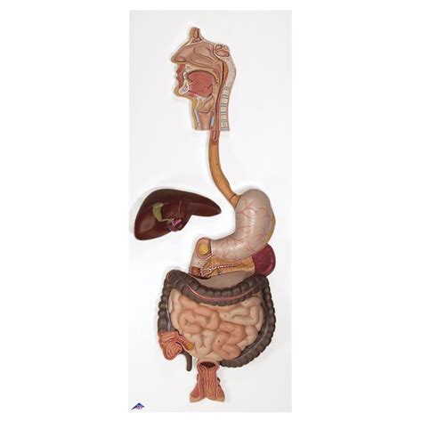 Digestive System Model (3-Part) - MedicalSupplies.co.uk