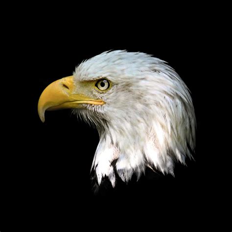 Bald Eagle Head Close Up Photograph by Steve McKinzie - Pixels