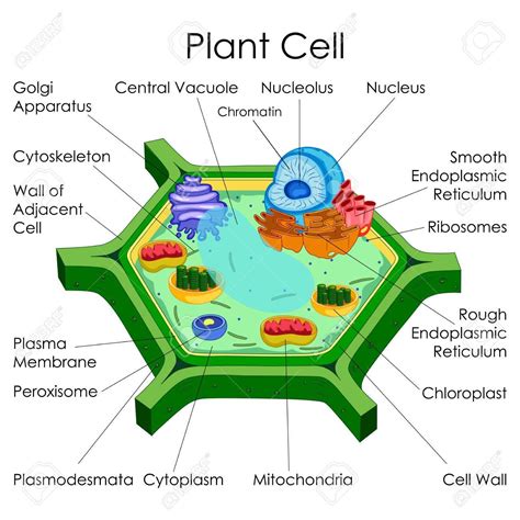 Get Plant Cell Ultrastructure Diagram Gif | Diagram Printabel