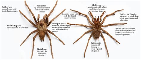 What are Spiders? | Arachnophilia - Online exhibitions across Cornell ...