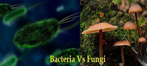 Difference Between Bacteria and Fungi (with Comparison Chart) - Bio ...