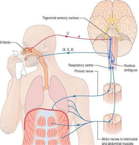 SCIENTIFIC JOURNAL CLUB FHS UBa: COUGH AND SNEEZE REFLEX