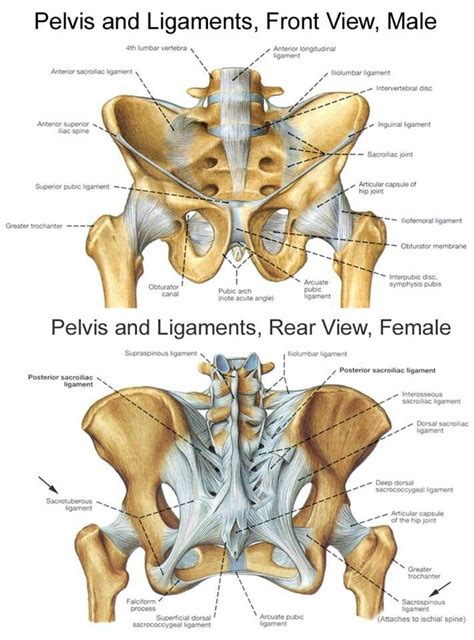 22 best Relevant Anatomy Of Pelvis And Spine images on Pinterest