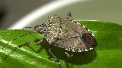 Stink Bug Infestation: The Search for a Predator | The Weather Channel