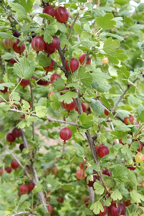 How and When to Harvest Gooseberries | Gardener’s Path