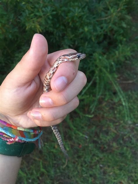 Cute baby corn snake at the park a few weeks ago in Wilmington NC : r ...