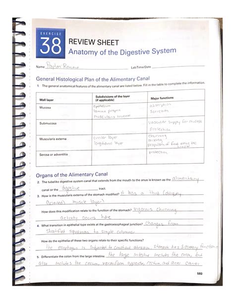 Anatomy of the digestive system exercise 38 review sheet - EXERCISE 38 ...