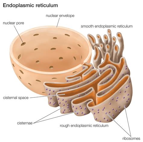 Endoplasmic Reticulum | Function, Endoplasmic Reticulum Structure ...