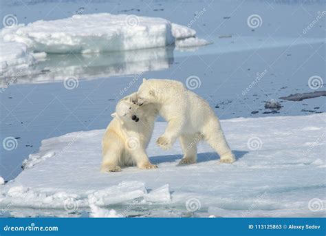 Two Polar Bear Cubs Playing Together on the Ice Stock Image - Image of ...