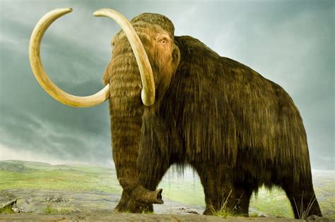 What does the CIA want from technology to revive mammoths? - Daily News