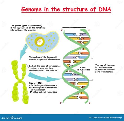 Telomere Chromosome And DNA Vector Illustration | CartoonDealer.com ...