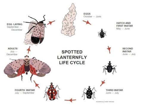 Spotted Lanternfly Seen In Hastings-On-Hudson - The Hudson Indy ...