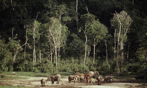 Congo Basin_Deforestation | Photos | WWF