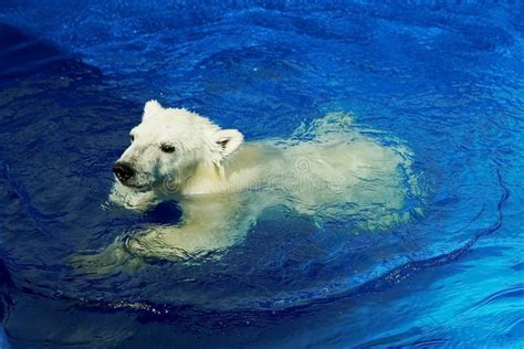 Curious White Bear Cub, Swimming Lesson.A Polar Bear, A Northern Bear ...