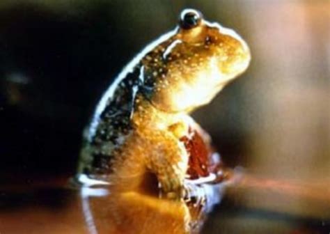 Mudskipper Care and Maintenance | What You Need To Know