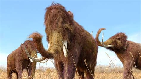 Woolly Mammoths could be 'de-extinct' in 2 years