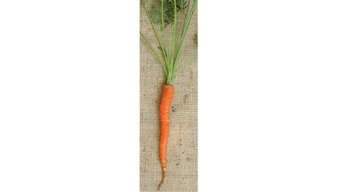 Best Carrot Varieties to Grow From Seed - Fine Gardening