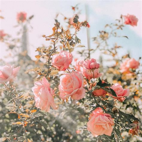 Beautiful field | Beautiful flowers, Flower aesthetic, Flowers photography