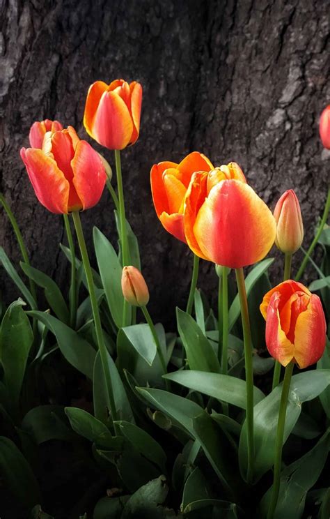 15+ orange tulips 🧡 🌷 Discover the beauty and variety of this vibrant ...