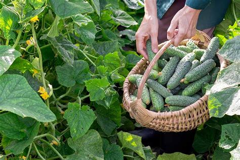 How to Plant and Grow Cucumbers | Gardener’s Path