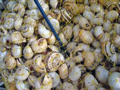 Escargot Farming, or Heliciculture - Hobby Farms | Snail farming ...