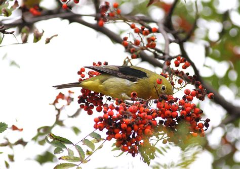 Ann Brokelman Photography: Female Scarlet Tanager plus one juvenile at ...