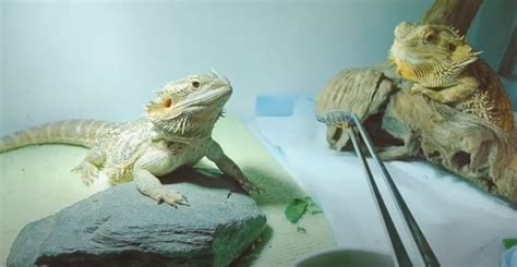 Bearded Dragon Diet: What To Feed Your Beardies? How Often They Eat By ...