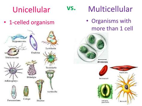 Classification PowerPoint