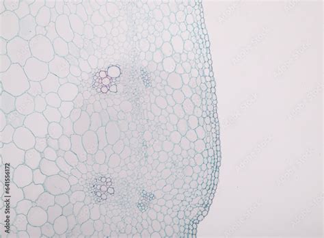 The study of plant tissues under the microscope in the laboratory ...