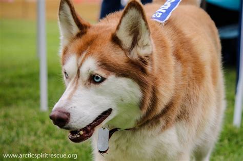 Tamika - Siberian Husky - Adopted | Arctic Spirit Rescue | Pennsylvania