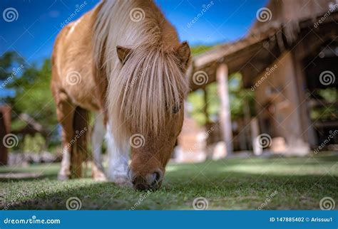 Dwarf Horse in Garden Farm stock photo. Image of animal - 147885402