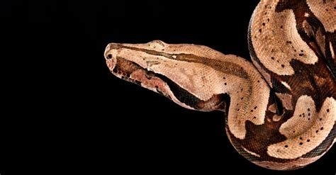 Red Tail Boa (common boa) - A-Z Animals