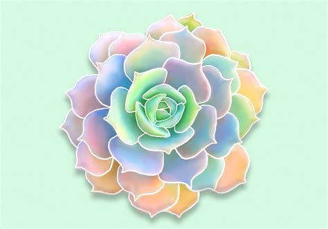 How to Draw Succulents (in 4 Easy Steps) | Design Bundles