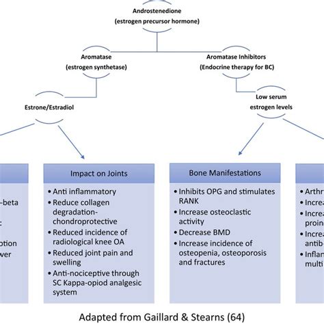 Role of estrogen in bone homeostasis and musculoskeletal symptoms (OPG ...