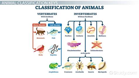 Classification Of Living Things Animals