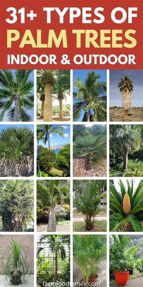 75+ Different Types Of Palm Trees With Pictures (Indoor, Outdoor ...