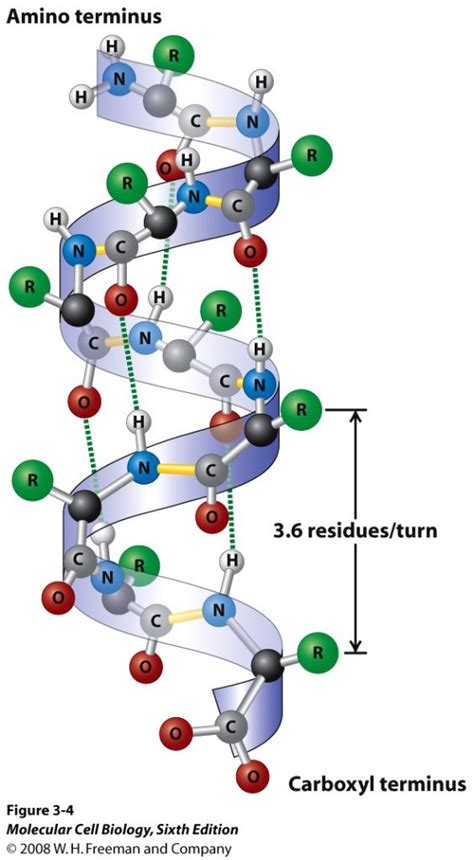 Alpha Helix: Secondary Structure of Protein – Fatoni's Biology