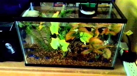 5 Gallon Fish Tank Dimensions | Bruin Blog