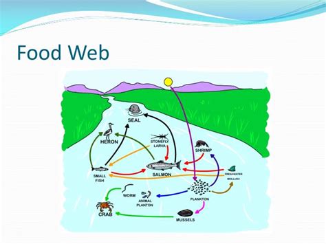 PPT - Estuary Biome PowerPoint Presentation - ID:1757950