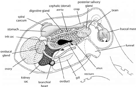 Octopus External Anatomy