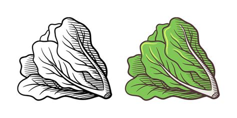 Lettuce Leaf Drawing