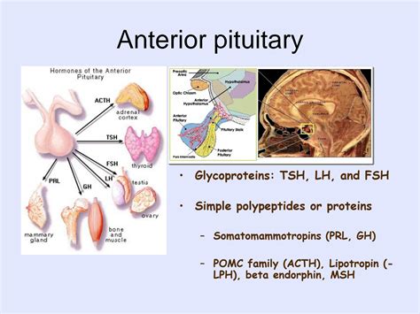 SOLUTION: Pituitary gland - Studypool