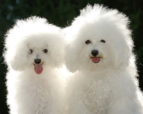 🔥 [69+] Poodle Wallpapers | WallpaperSafari