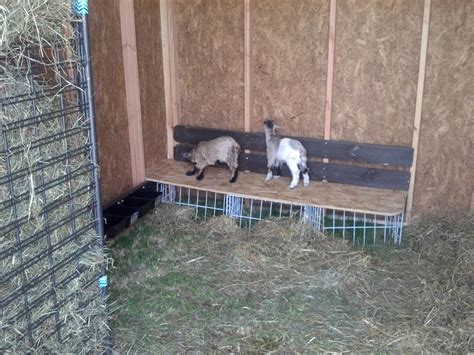 pygmy house | The Goat Spot - Your Goat Raising & Owning Headquarters