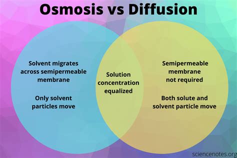 Osmosis vs diffusion definition and examples – Artofit