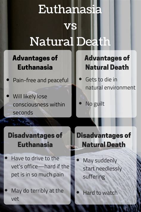 Pet Euthanasia vs. Natural Death - PetHelpful