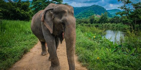 Visit an ethical elephant sanctuary in Thailand • Fan Club Thailand